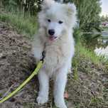 Samojed \ Samoyed chłopiec * ZKwP / FCI