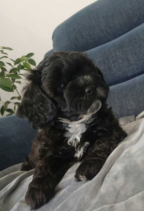 Piesek samiec Shihpoo. – Pudel miniatura i shih tzu tricolor.