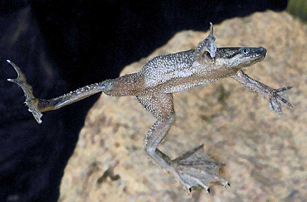 Żaba - Karlik szponiasty - Hymenochirus boettgeri - dowóz, wysyłka