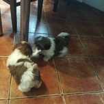 Shih TZU wzorcowy szczeniak tricolor suczka mini