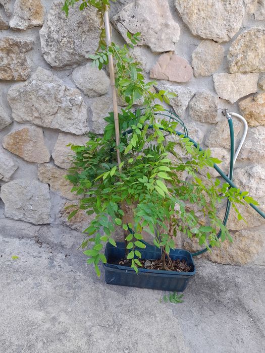 Glicinias de cor lilás