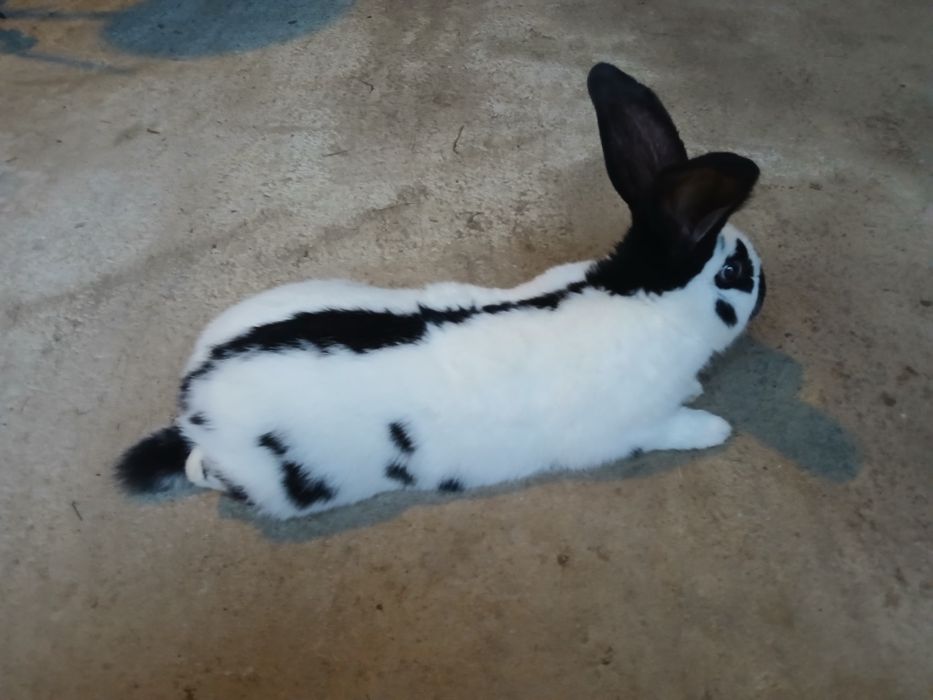 Samiec olbrzym srokacz czarny