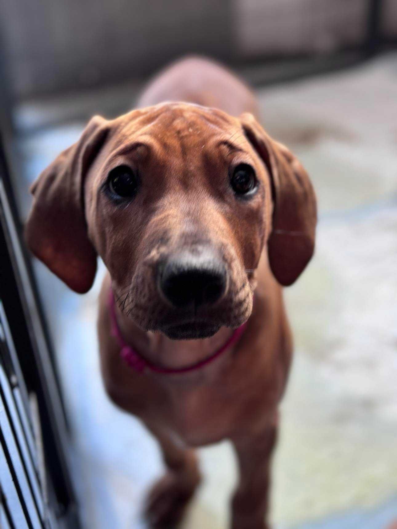 Rhodesian Ridgeback