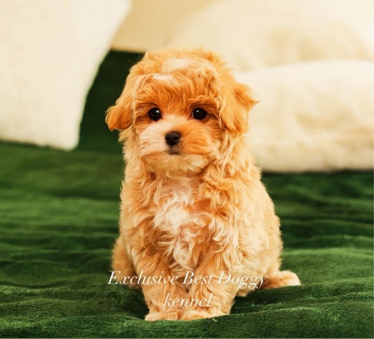 Шик і ексклюзив-цуценята VIP mini мальтіпу. Мальтіпу. Міні мальтіпу ф1