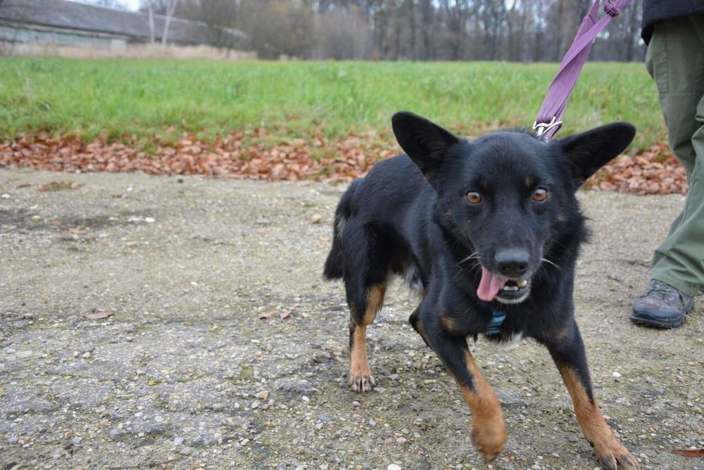 Smerf - czarujący, delikatny psiak chciałby smerfować do nowego domu!