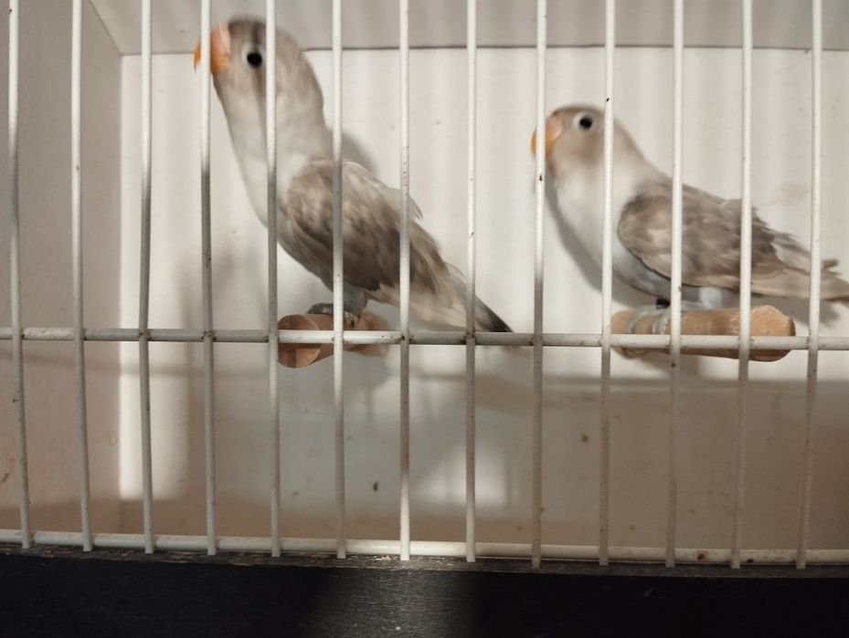 Nierozłączki czerwonoczelne 2025 r