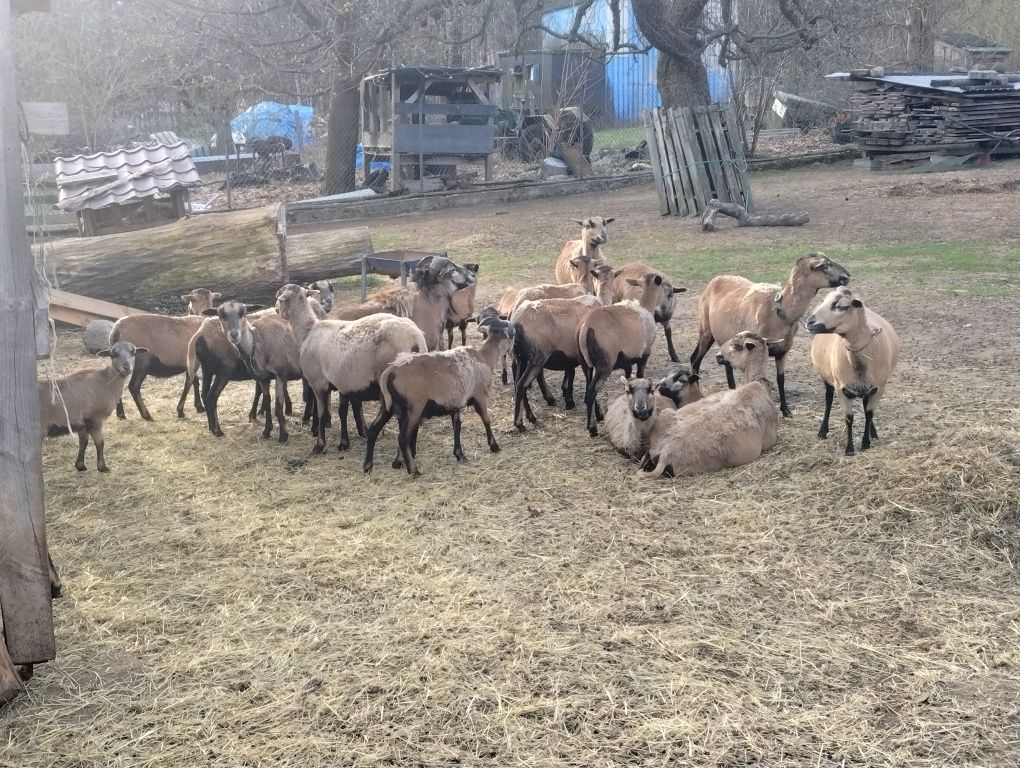 Owce kameruńskie baranek