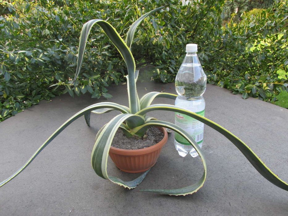 Odhodowana agawa z żółtymi brzegami - agave americana variegata