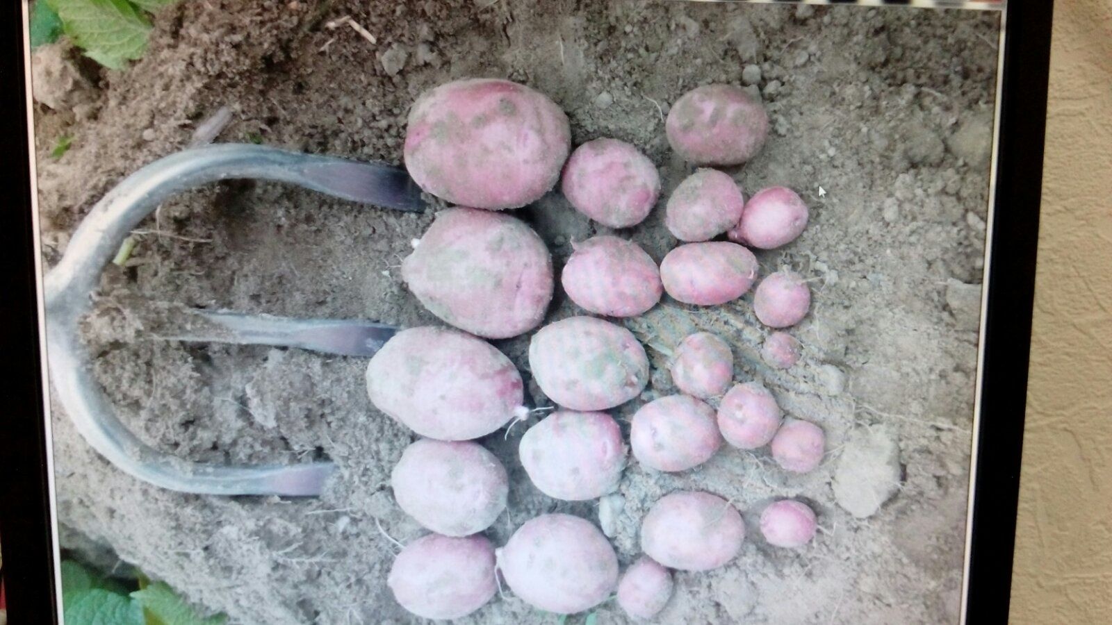 Насіннєву картоплю ревєра 1 репродукція (насіннєву насінку)