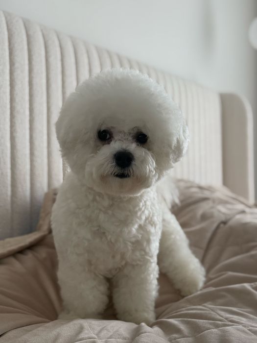 Бішон фрізе вʼязка