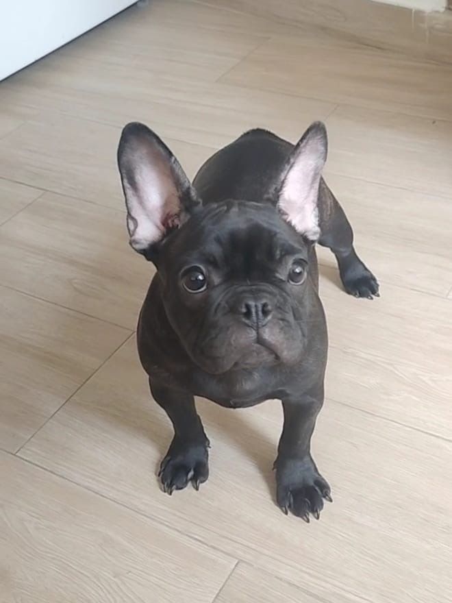 Bulldog francês  femea.