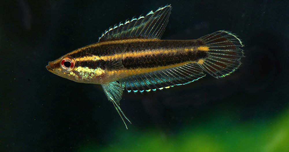 Sumatrzak gunawani - Parosphromenus gunawani - dowóz, wysyłka