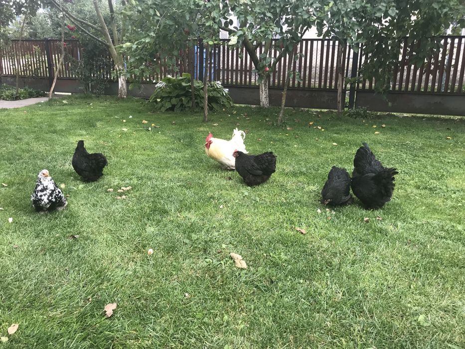 Продаю кури Карликові кокінхіни