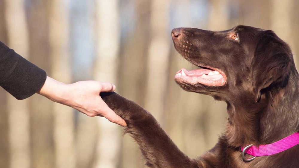 Adestramento Canino de obediência básica, truques e agility