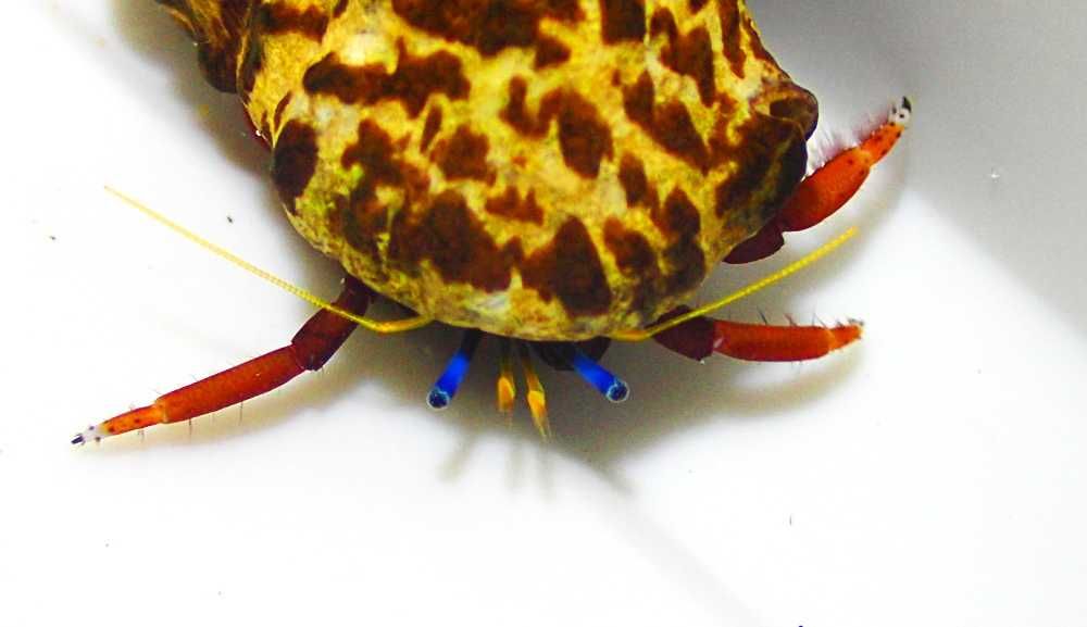 Calcinus laevimanus - krab pustelnik