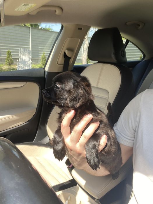 Чіхуа гарненька дівчинка