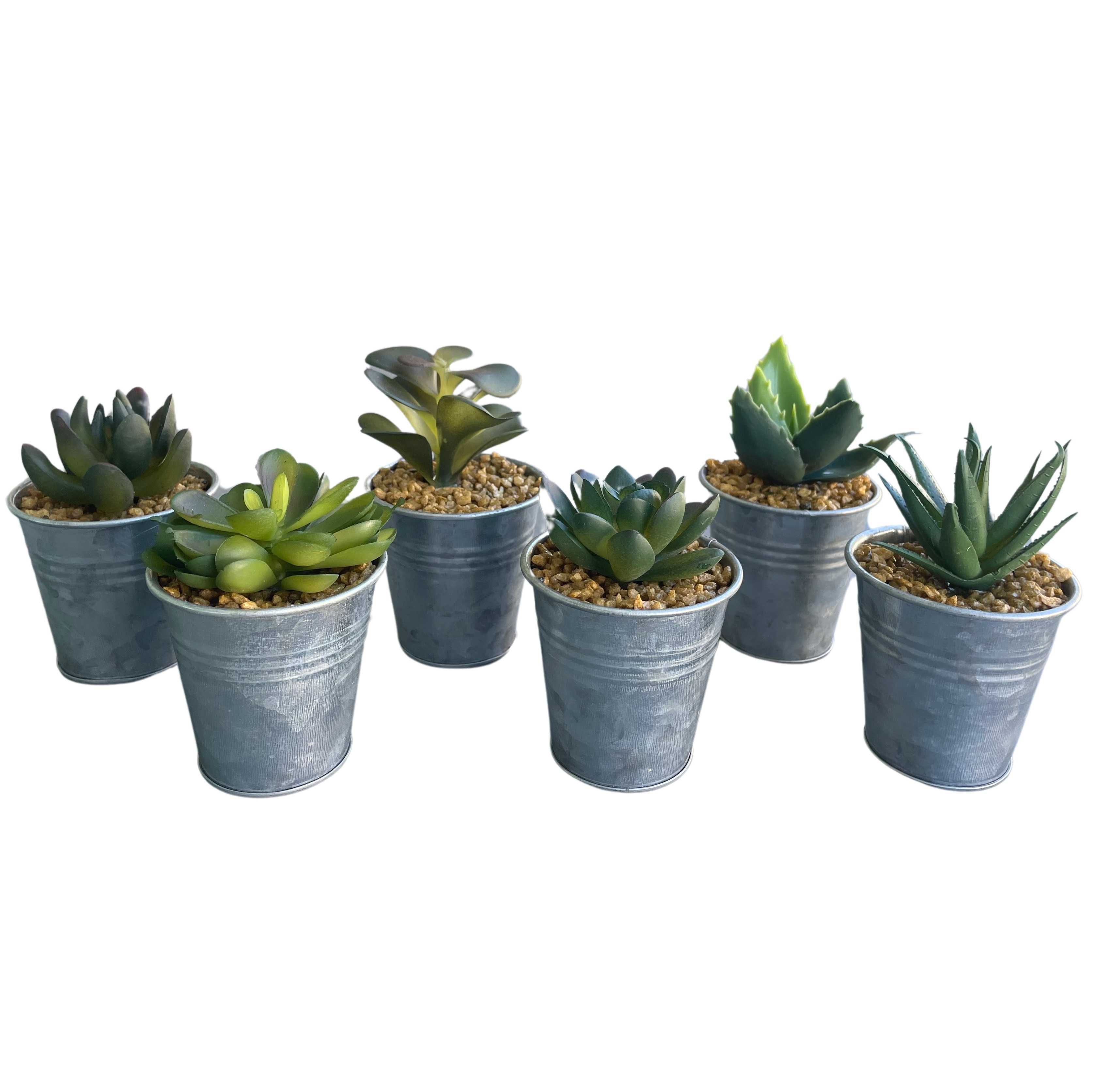 Conjunto de 6 vasos com plantas suculentas decorativas