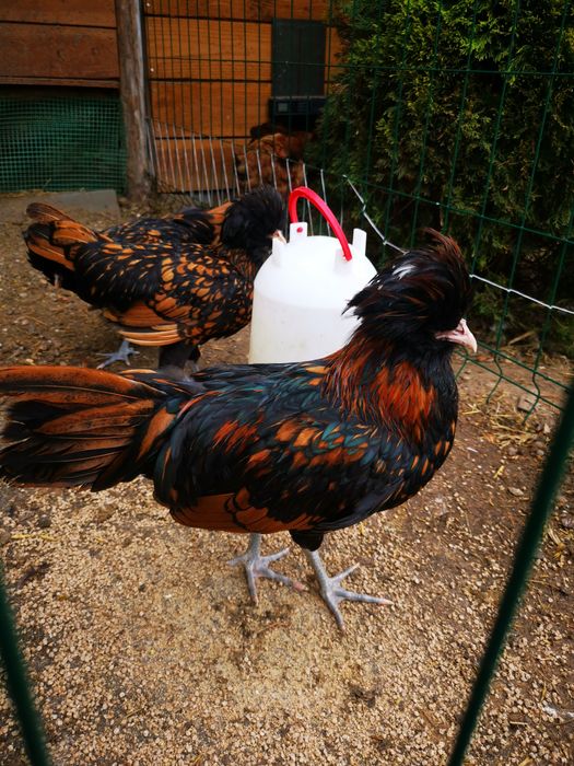 CZUBATKA kogut z kwietnia 2025