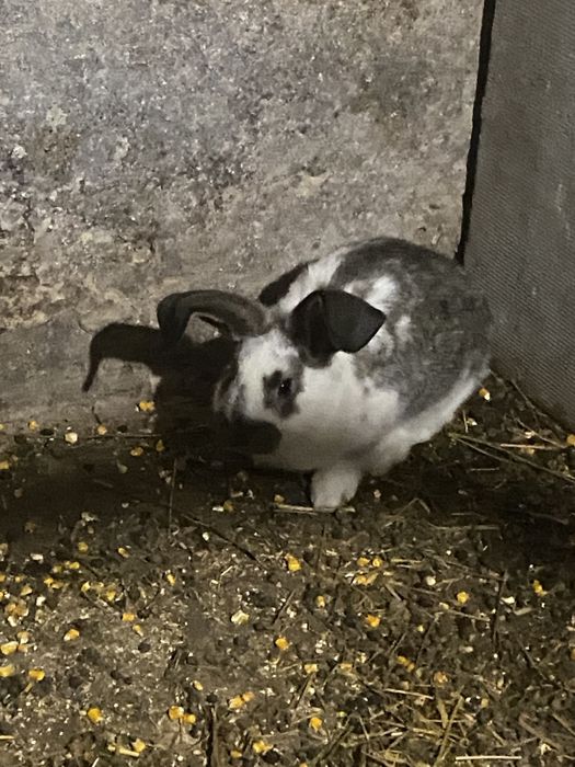 Кролі різногл віку