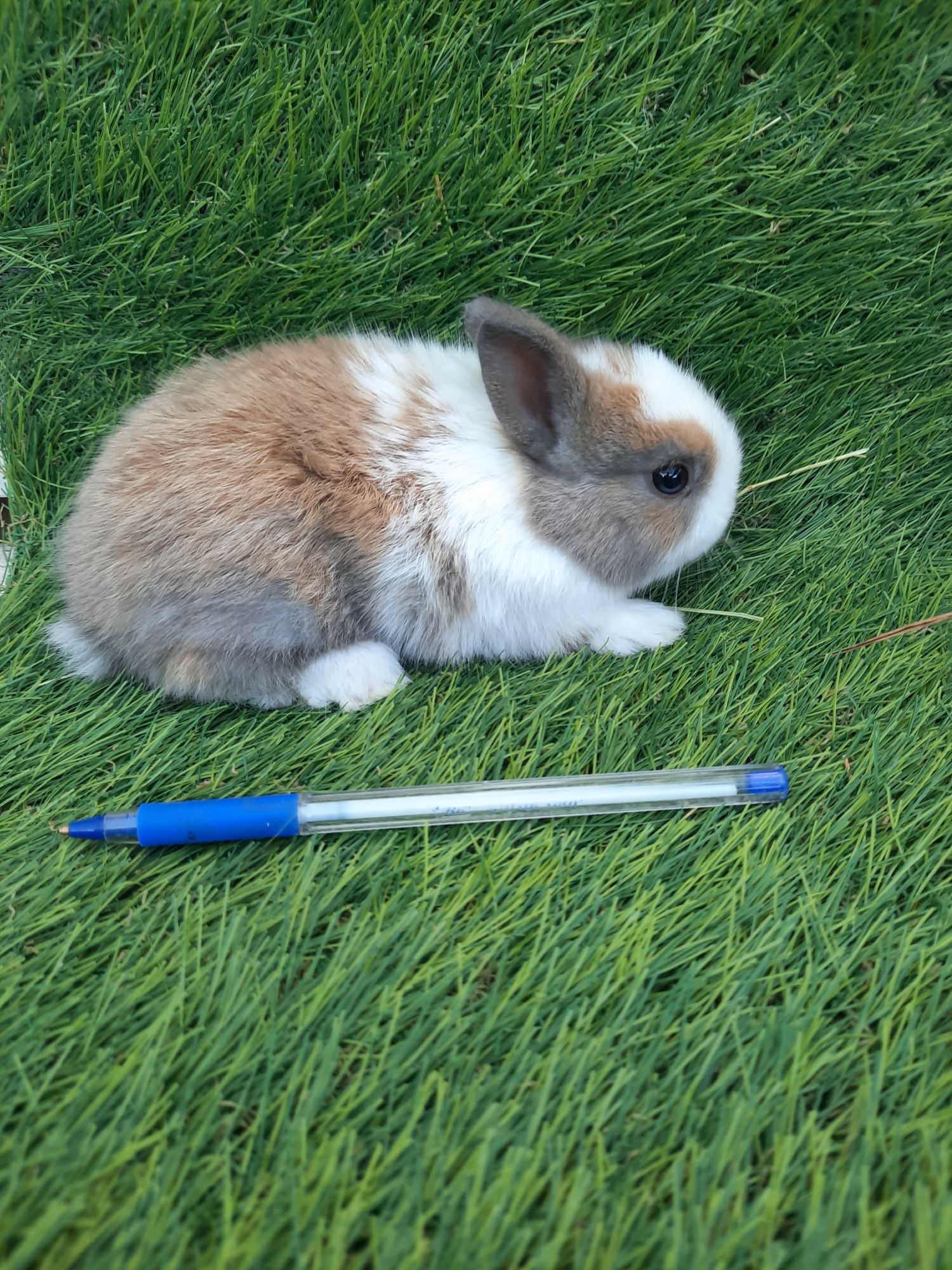 Coelhos anões várias raças