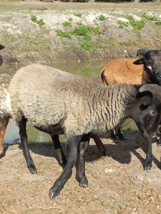 Sprzedam Owce Kameruniskie