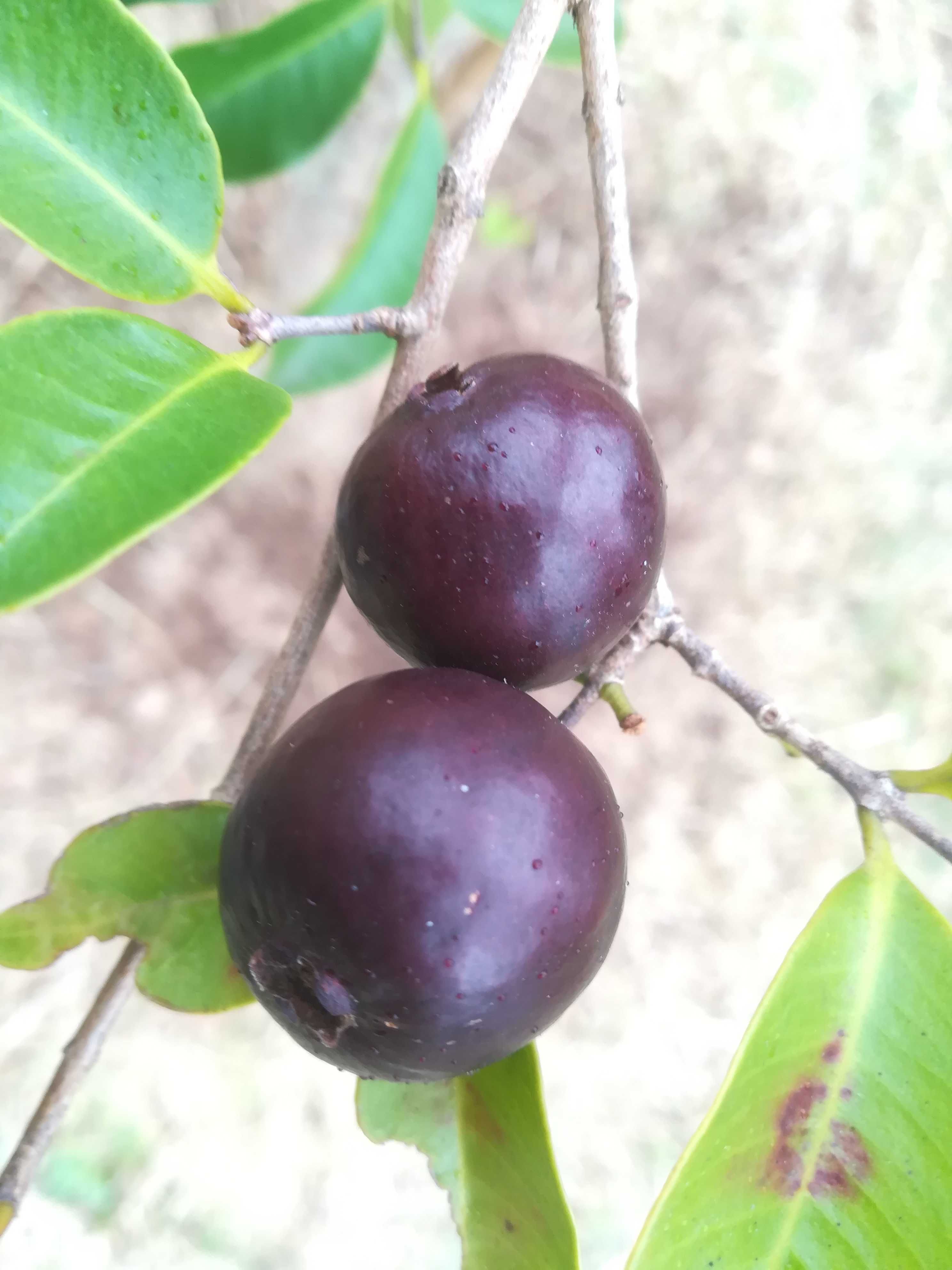 Araça Una (Roxo) – Psidium myrtoides