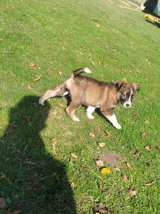 Oddam suczkę w dobre ręce