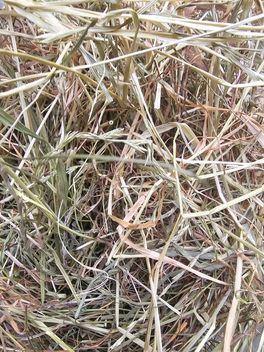 Siano majowe 1 kg z miętowym 1 kg dla królika