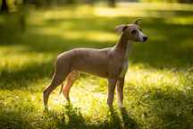 Whippet - błękitno pręgowany chłopiec