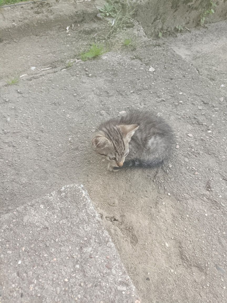 ma koty do oddania