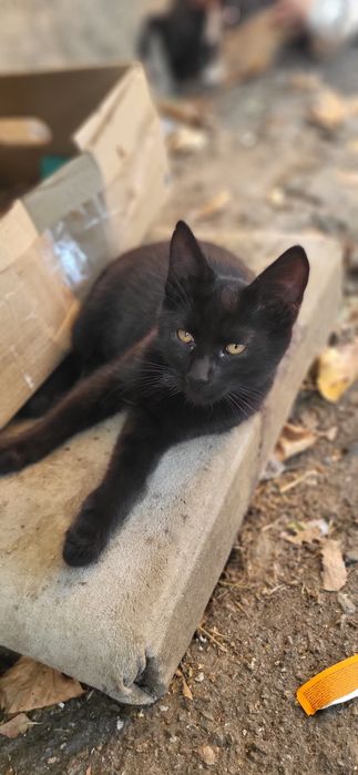 Котики і кішка безкоштовно!!!