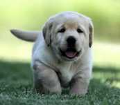 Labrador Retriever ZKwP FCI suczka biszkoptowa