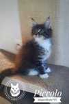Piccolo kocurek Maine Coon FPL/FIFe