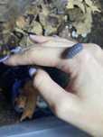 Armadillo oficinalis - prosionki, isopody 10 sztuk