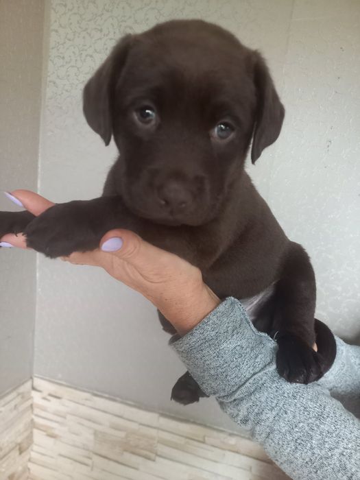 Цуценята лабрадори