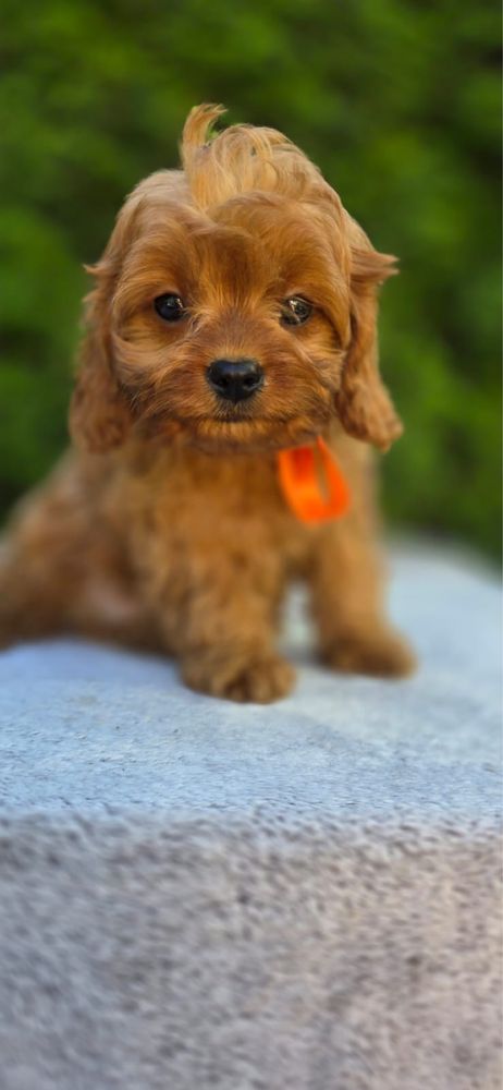 XXS Cavapoo MINI badania pudel cavalier bardzo inteligentny