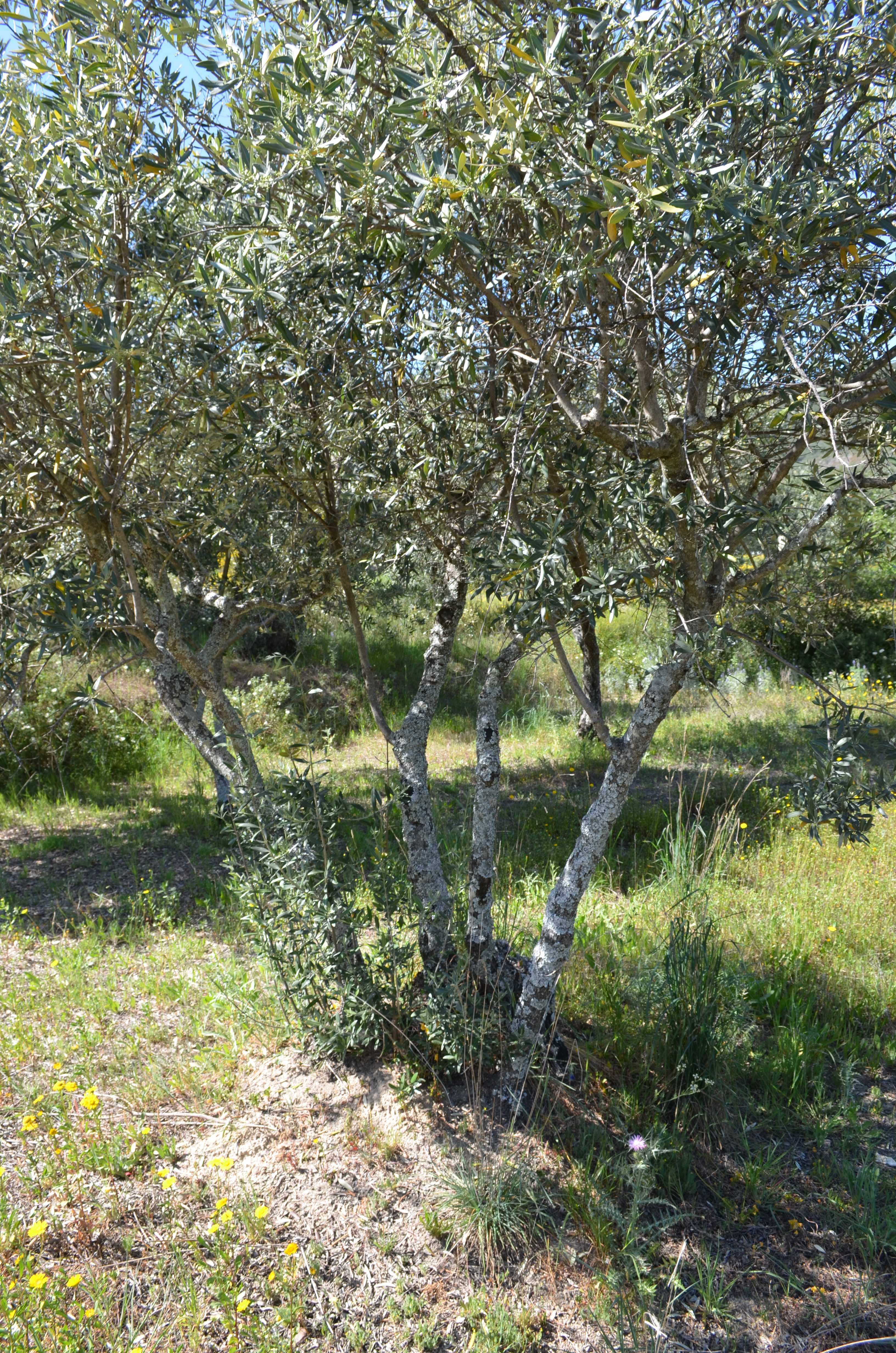 Árvores - Oliveiras antigas Fundão