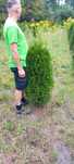 Thuja Szmaragd 120-140