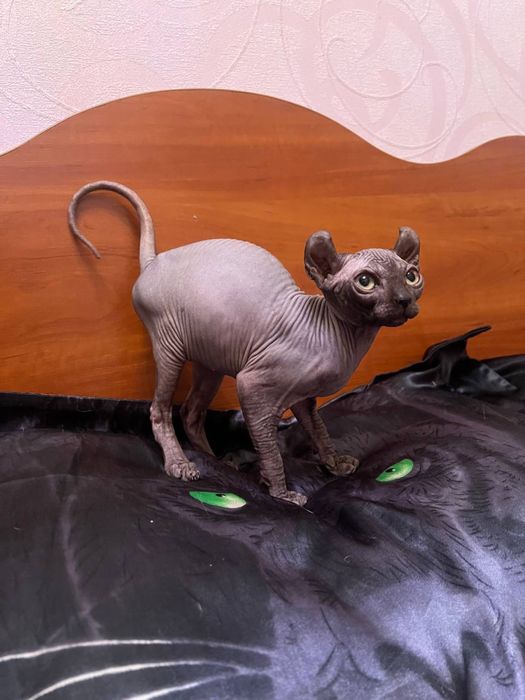 Котенок эльф девочка