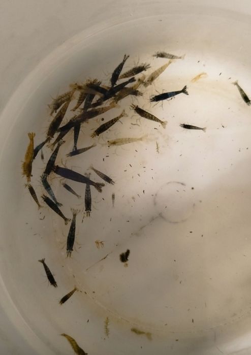 Neocaridinas descartes  camarões blue dream.Pack 20 por 10€