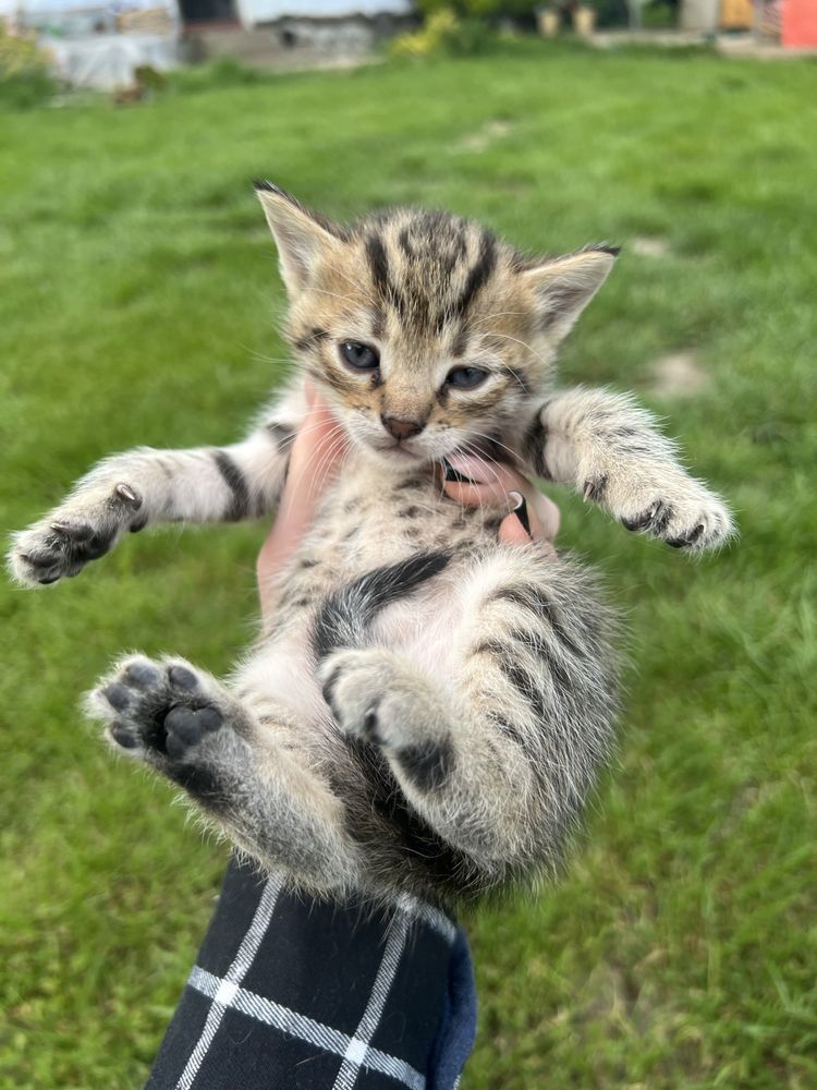 Віддаємо котиків