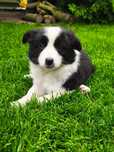 Border Collie Czarno Biała Suczka