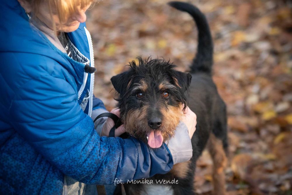 Barnej mały pies z wielkim sercem szuka swojego człowieka