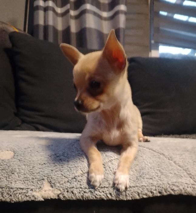 Chihuahua krótkowłosa