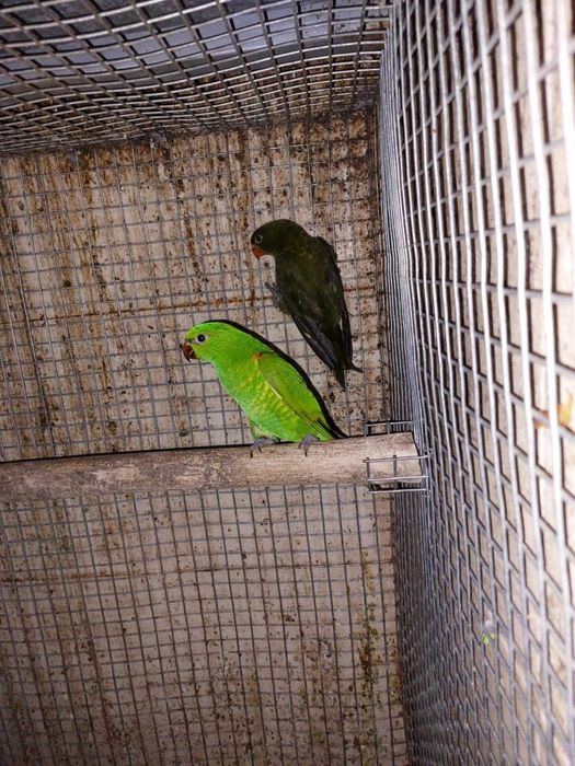 Cede-se fêmeas Loris