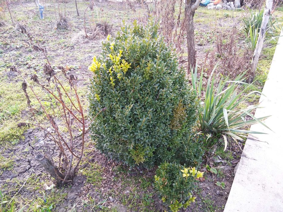 великі і молоденькі кущі самшиту