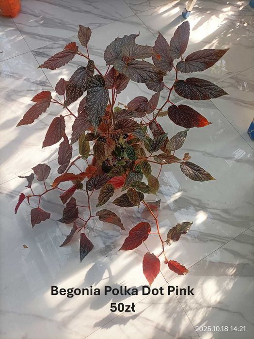 Begonia, Syngonium, Peperomia