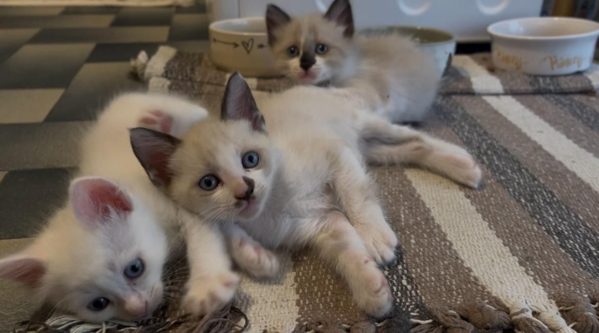 Gatos para adoção responsável