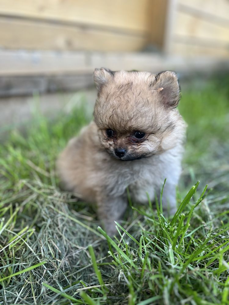 Pomeranian Szpic Miniaturowy Suczka