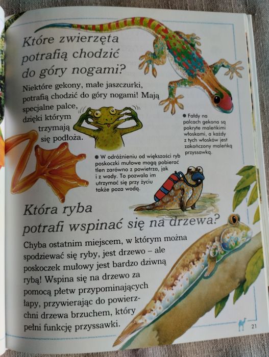 Zwierzęta nas zadziwiają ciekawe dlaczego